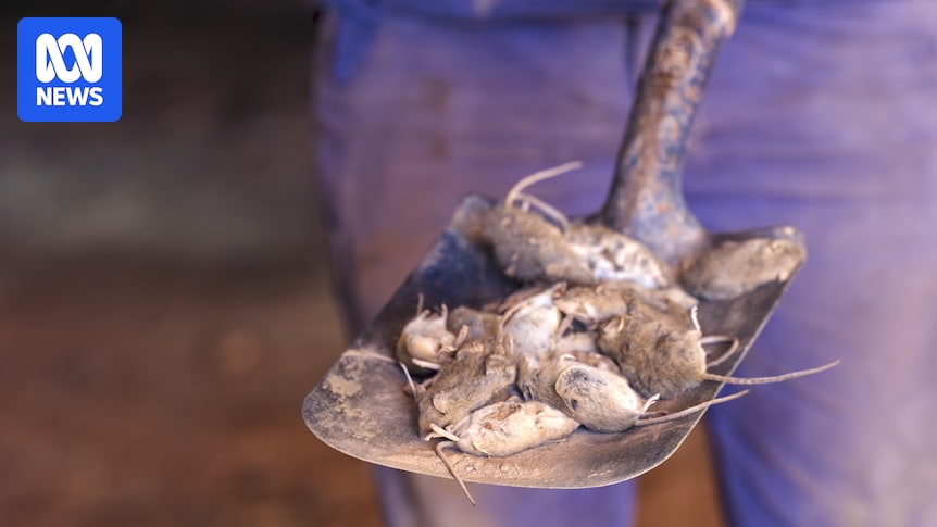 Roads of dead mice as plague blights standards of living in WA towns