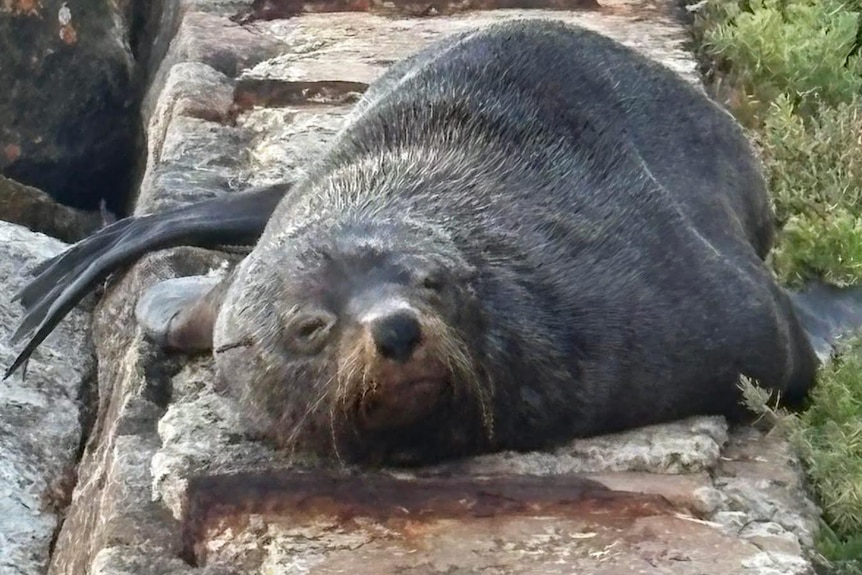 A seal sleeps on a rocky wall, looking towards the camera