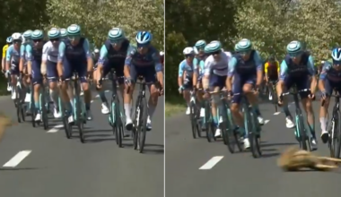 🎥 'Oh deer' - course invader disrupts the Tour of Hungary