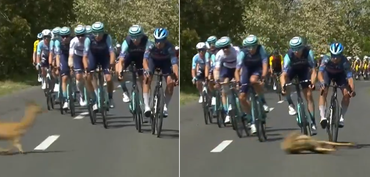 🎥 'Oh deer' - course invader disrupts the Tour of Hungary