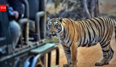 Why MP’s rising tiger toll is more than a ‘core’ issue