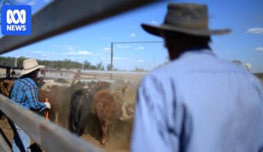 Calls for drought declaration as southern Queensland graziers begin to destock
