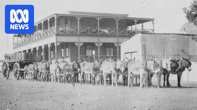 How WA's once-revered donkeys became 'nuisance' pests and canned meat