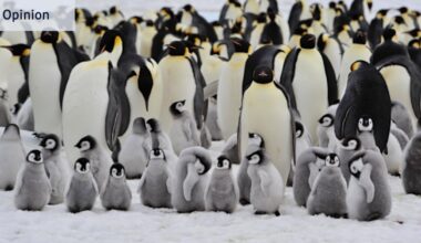 Humanity’s endangered, so let’s take a tip from the penguins