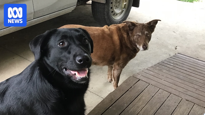 Couple's warning after losing everything, including two dogs, in devastating fire