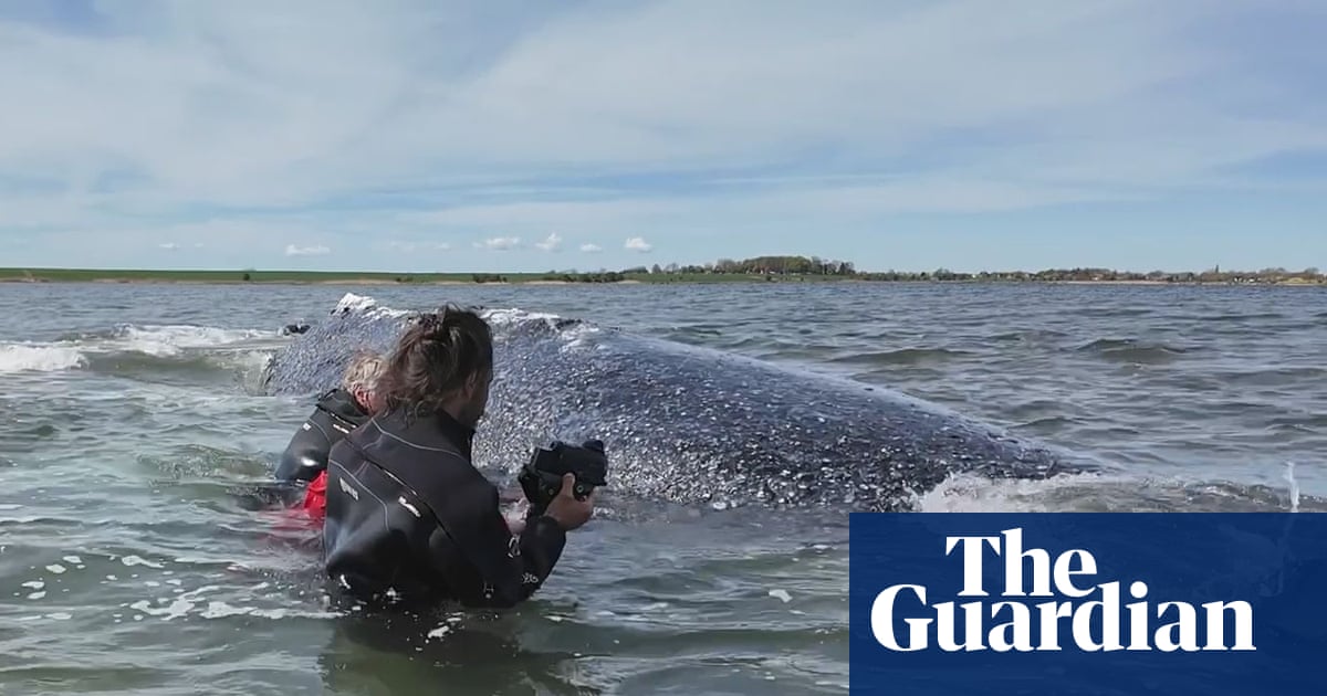 German minister defends decision to allow attempt to rescue whale Timmy | Whales