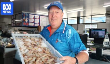 Banana prawn season cut short for major operator due to strong catch numbers