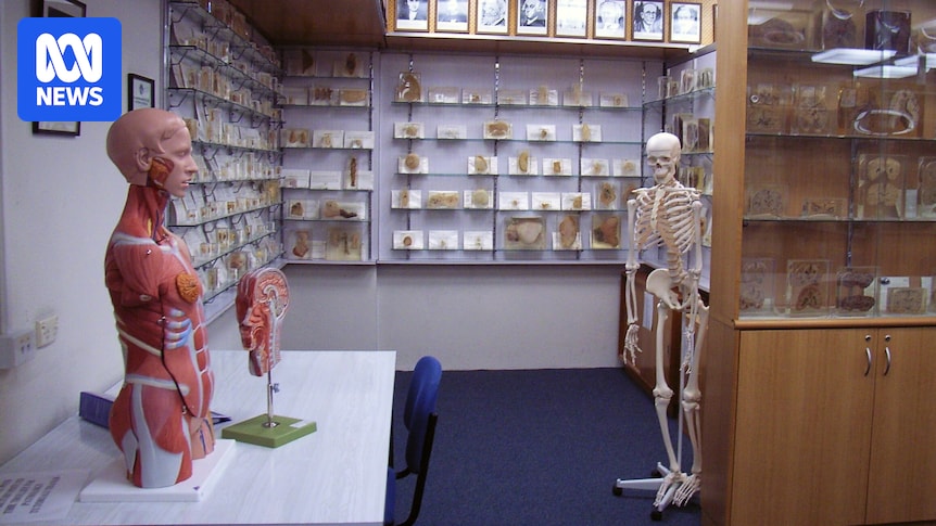 Tasmania government apologises for display of autopsy body parts in museum without consent