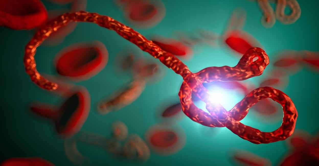 There are several Ebola strains, and the Bundibugyo virus, which has currently spread in Africa, is one of them. Photo: iStock/humonia