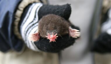 Meet The Star-Nosed Mole — The Fastest Hunter On The Planet
