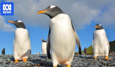 New research finds gentoo penguins are four distinct species
