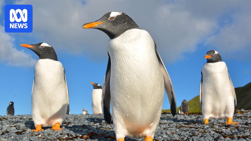 New research finds gentoo penguins are four distinct species