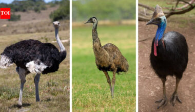 5 heaviest and biggest birds on earth: The real heavyweights of nature