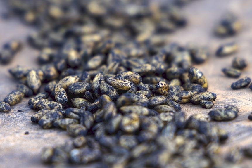 A close up of some black grains of wheat.