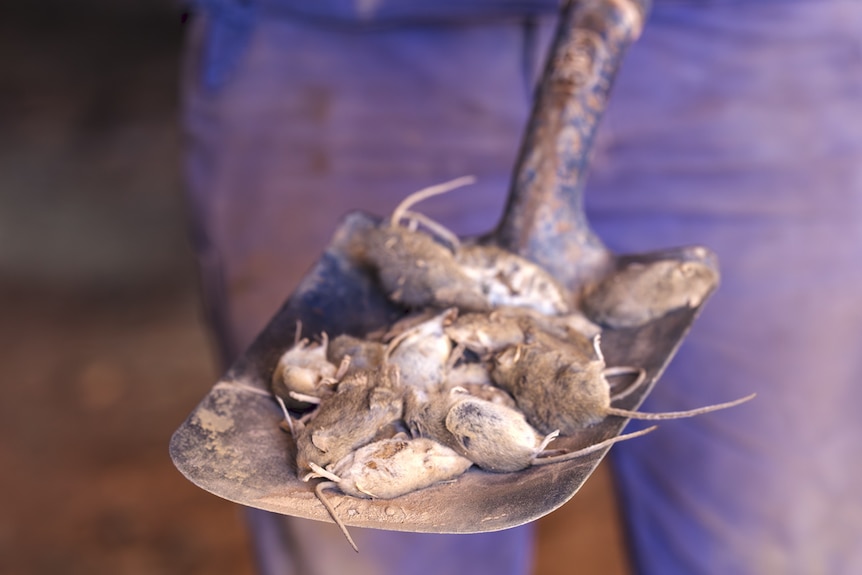 A close up of a dozen dead mice on a shovel, Robert is wearing blue pants in the background.