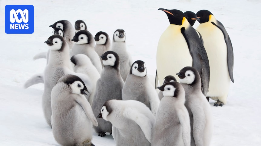 China and Russia have again blocked moves to protect the endangered emperor penguin