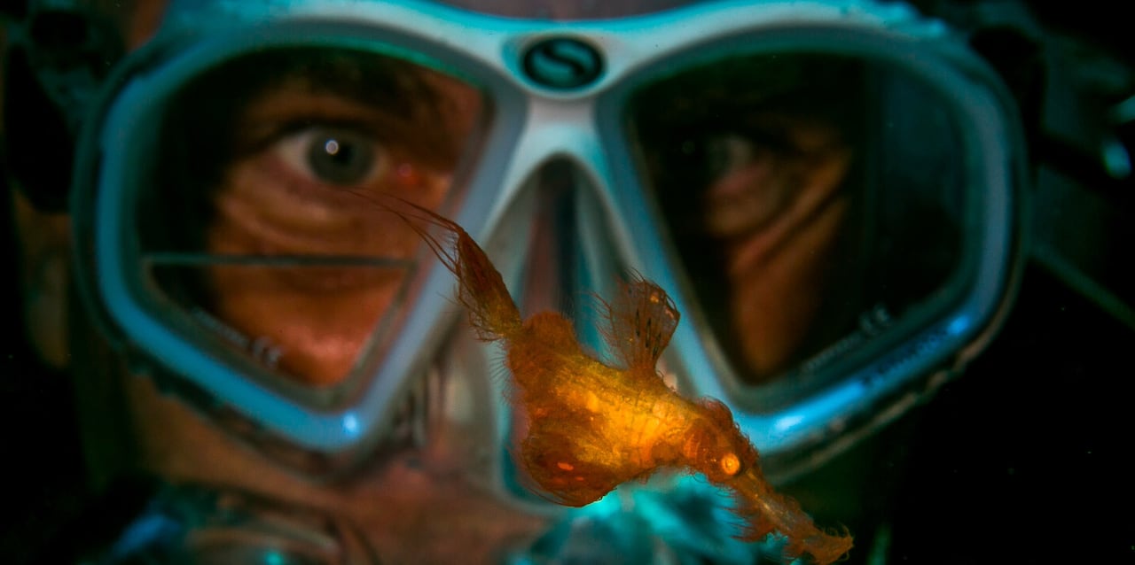 A tiny orange fish swims in front of a scuba diver's face