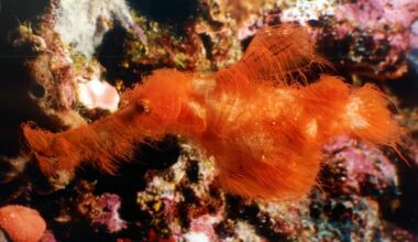 Snuffleupagus, a newly described species, is an adorable little predator