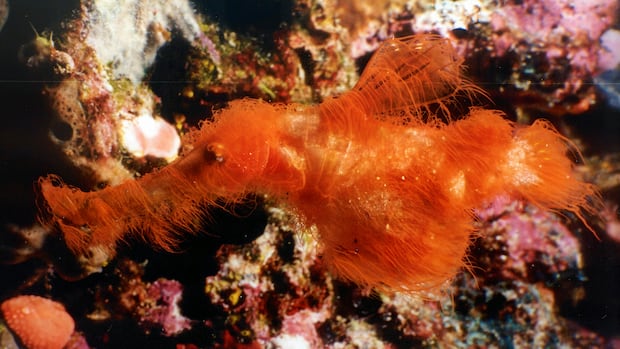 Snuffleupagus, a newly described species, is an adorable little predator