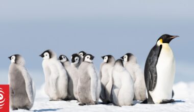 China, Russia again block moves to protect endangered emperor penguin