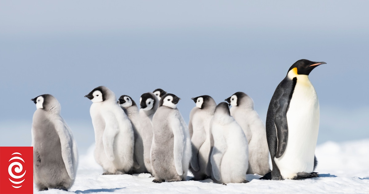 China, Russia again block moves to protect endangered emperor penguin