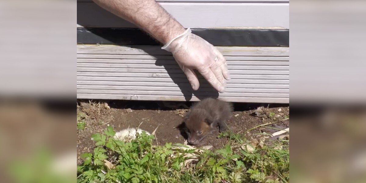 Rescuers Pull Two Tiny Babies From Under Shed — Then Discover What’s Hidden Beneath Them