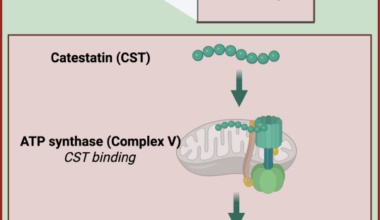 Catestatin restores cardiac metabolic flexibility and enhances mitochondrial function