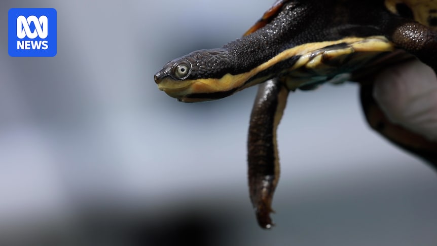 Endangered Manning River turtle numbers holding steady, a year after record-breaking floods