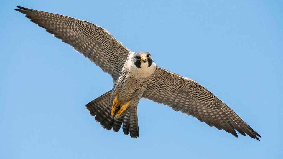 Long Wing