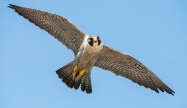 Meet The Peregrine Falcon That Dives At 240 MPH — A Biologist Explains