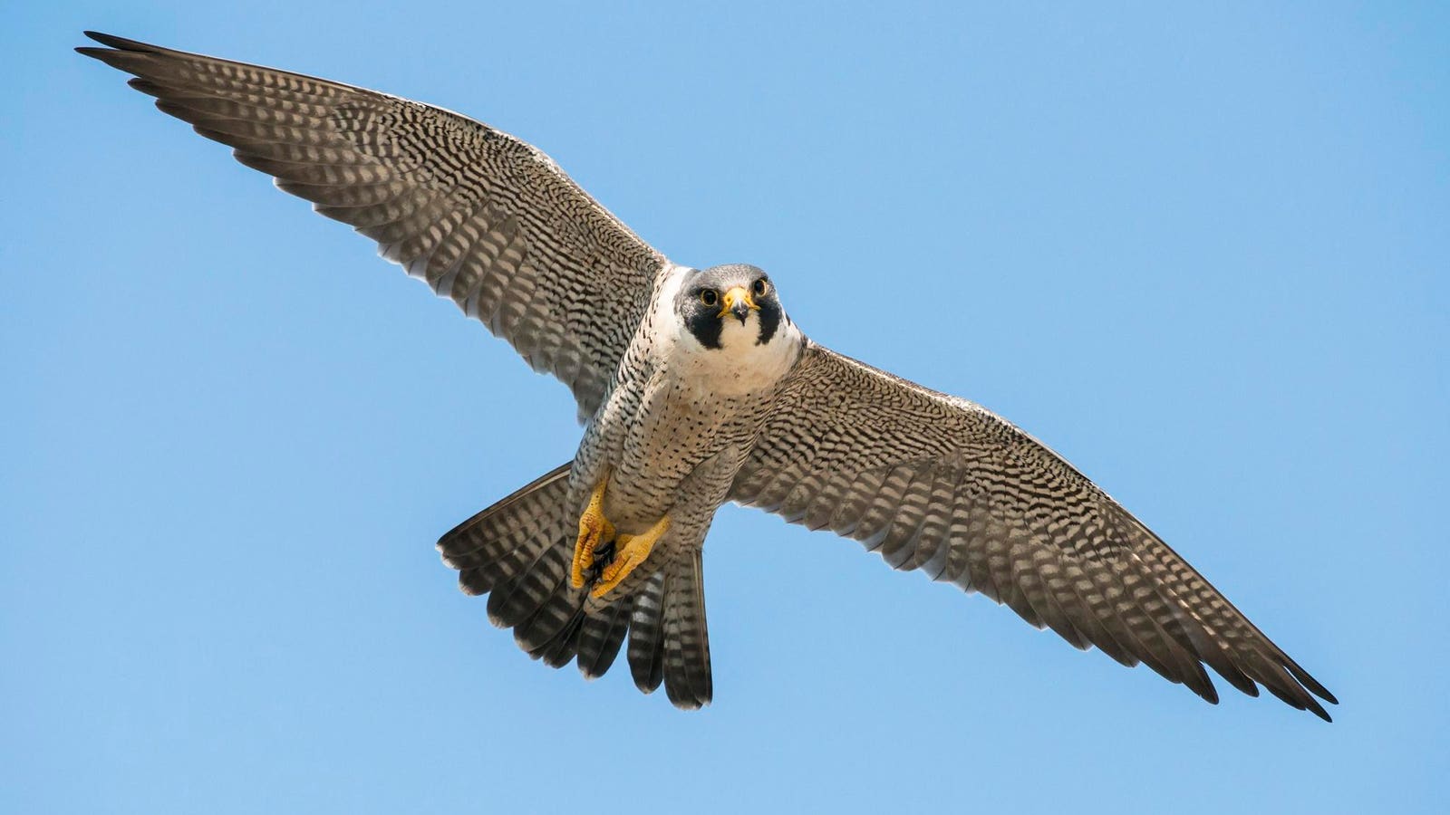 Meet The Peregrine Falcon That Dives At 240 MPH — A Biologist Explains