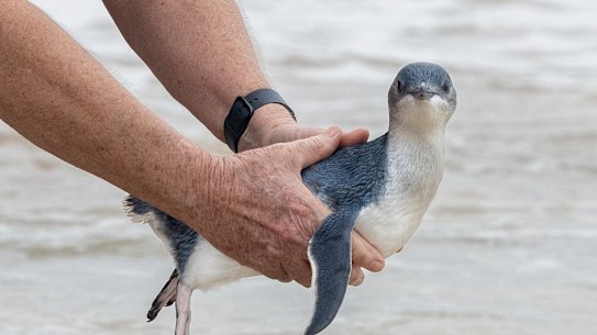 Manly’s penguins are not increasing in number.