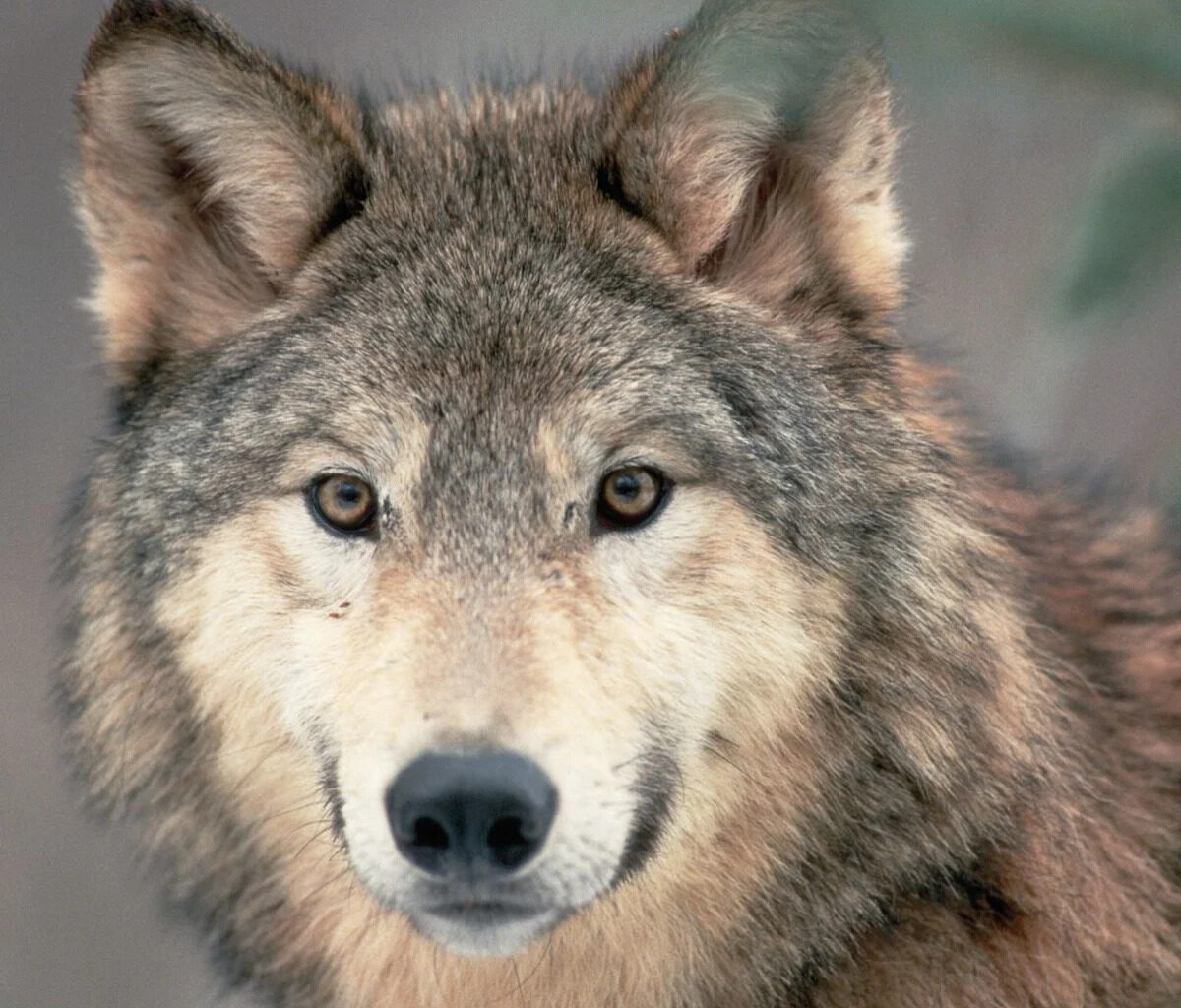 Meet Your Birth Month Woodland Animal – and the Meaning Behind 12 Forest-Dwelling Critters