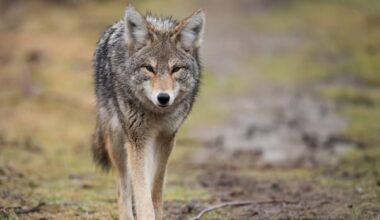 Child bitten in head by coyote in Markham, police issue warning