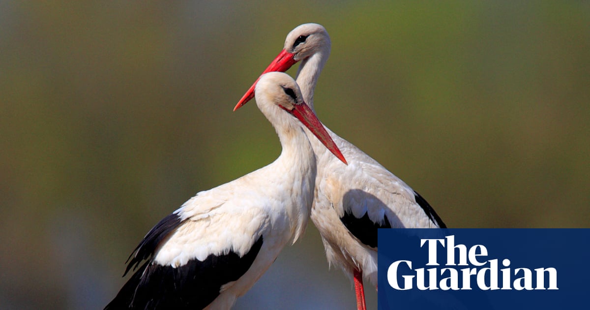 Country diary: A jaw-dropping bounty of wildlife – and a reminder of what Britain has lost | Poland