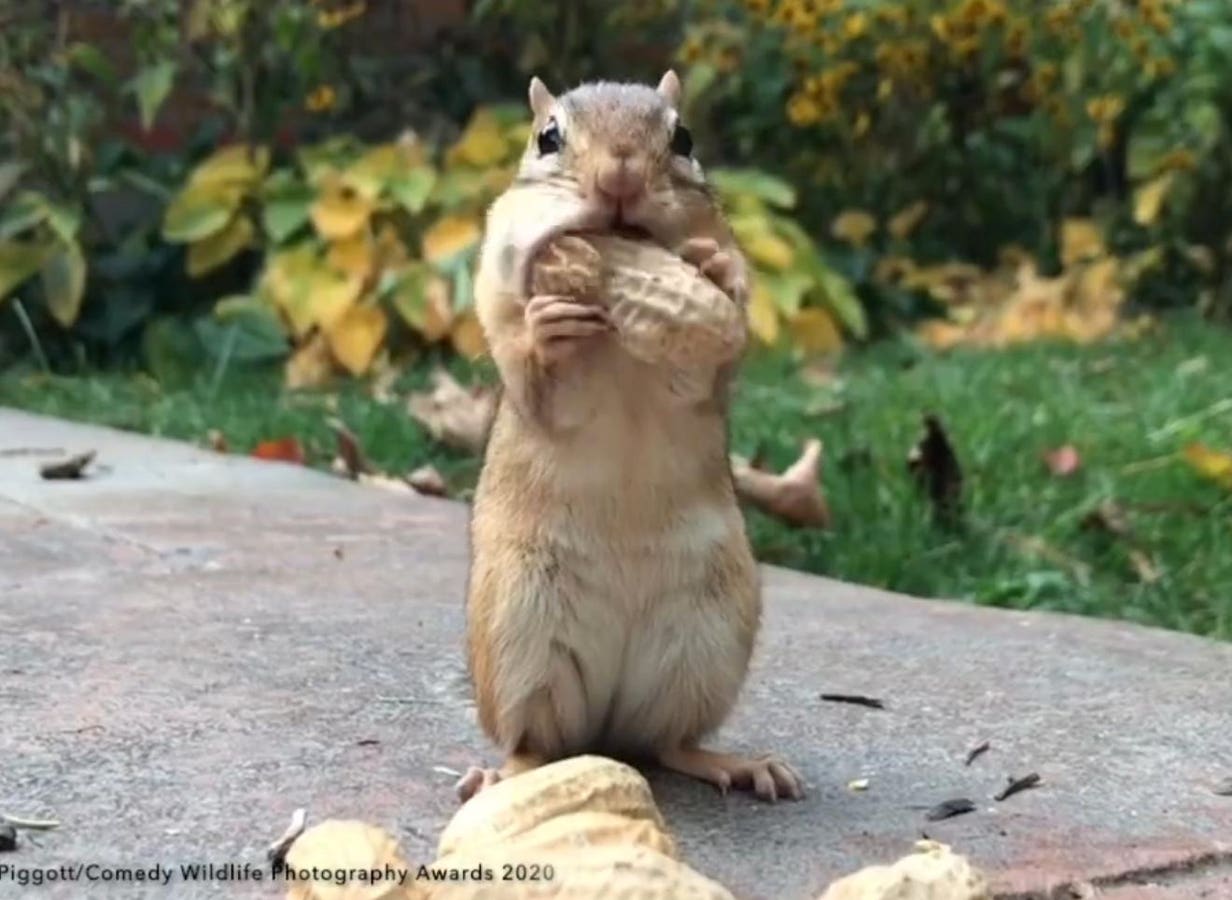 8 Funny Wild Animal Videos From The Comedy Wildlife Photography Awards