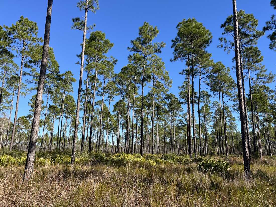 Longleaf pine forests are one of the most endangered ecosystems in the world. They're adapted to regular low-intensity wildfires that clear out underbrush.