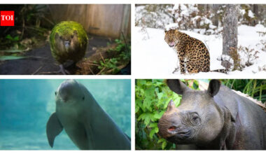 These animals have fewer than 100 left on earth—and their stories are heartbreaking