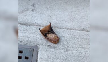 Woman Almost Steps On Brown 'Leaf' On Sidewalk — Then Realizes It's A Stunned Animal