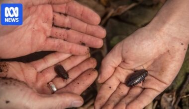 Lord Howe Island invertebrates boom after rodent eradication