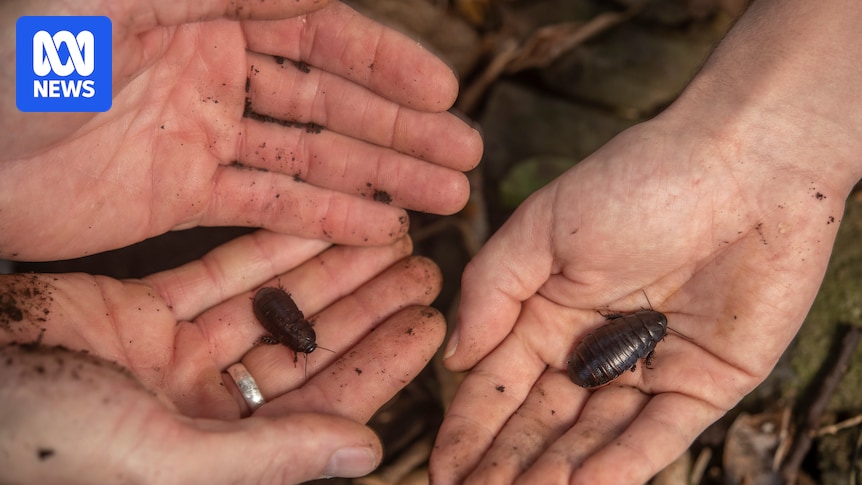 Lord Howe Island invertebrates boom after rodent eradication