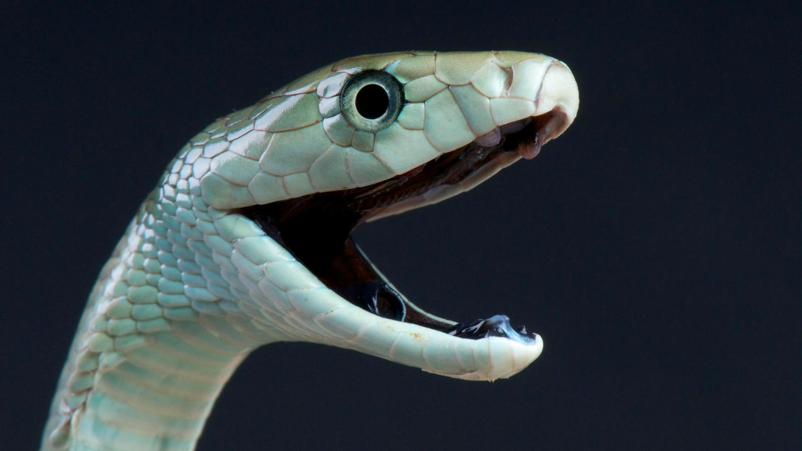 Meet The Snake That Can Kill You In Under An Hour — A Herpetologist Explains