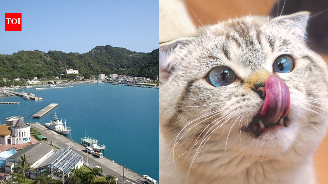 Japan removed 131 invasive cats from a remote island and the ecosystem rebounded faster than expected |