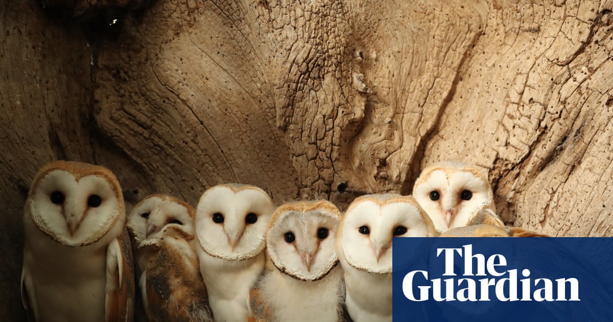 ‘Nature’s soap opera’: how a wildlife artist’s nestboxes became a YouTube hit | Wildlife