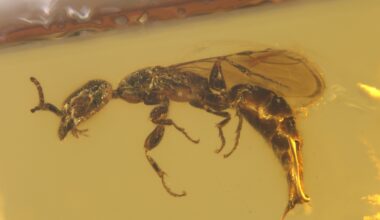 The amusing story of how a scientist F1 fan named a wasp after Oscar Piastri