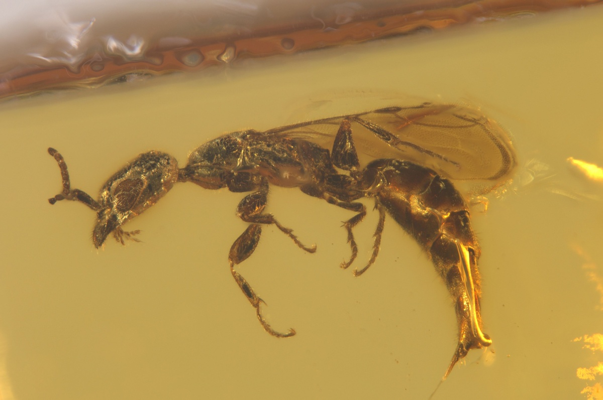 The amusing story of how a scientist F1 fan named a wasp after Oscar Piastri