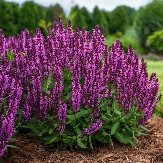 Bumbleberry Salvia