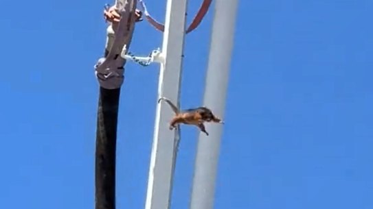 The possum was shaken off the concrete boom pump in February.