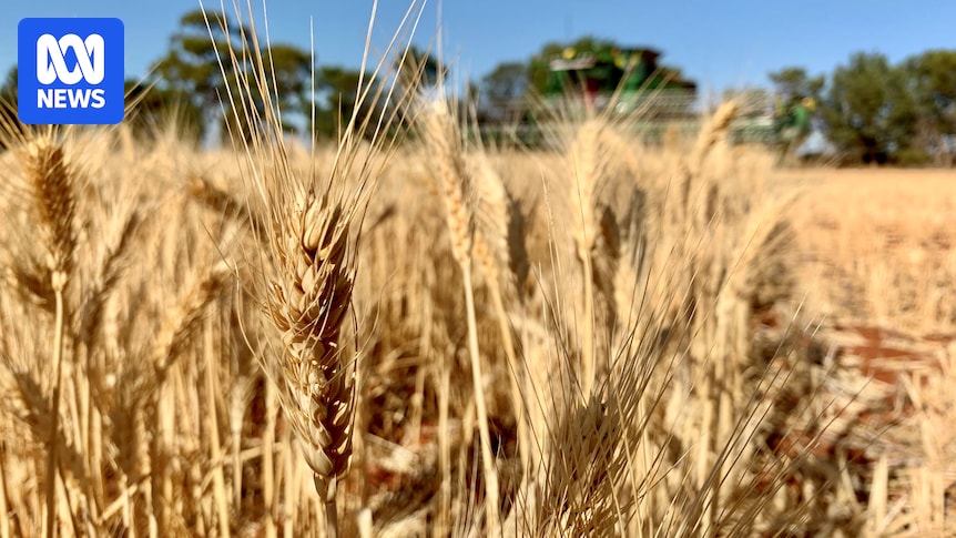 Agriculture sector sees 'silver lining' in global disruptions as interest in farming surges