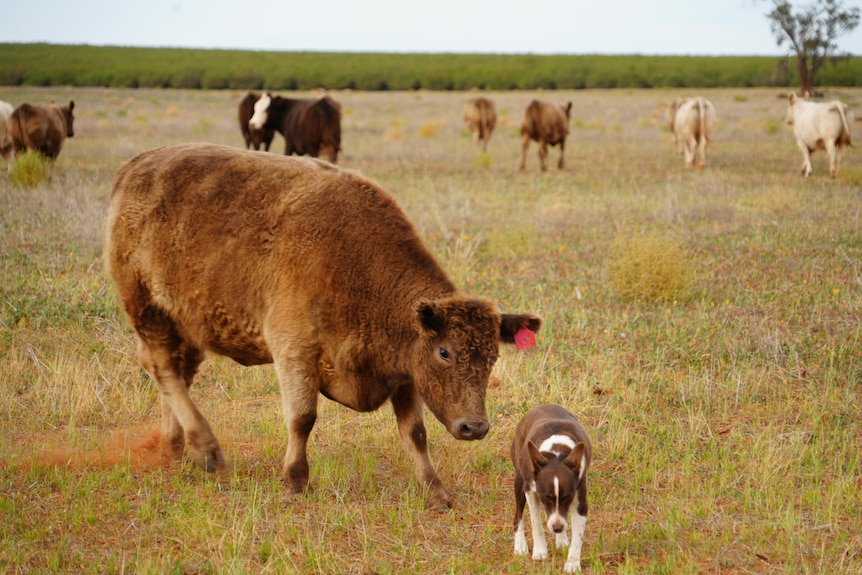 A brown cow leaning towards a brown and white dog in a paddock with cows around them.